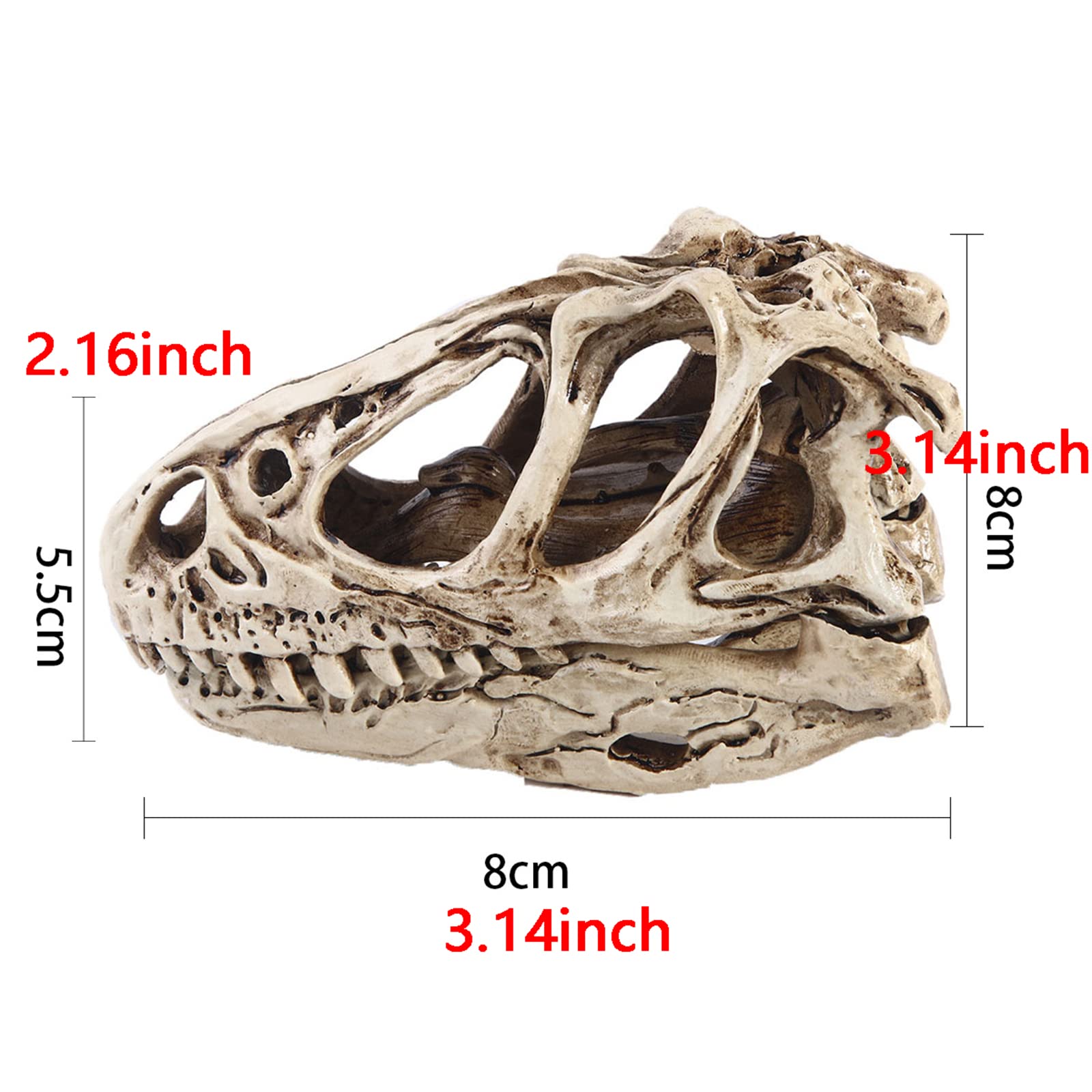 Amazon.co.jp: 恐竜の頭蓋骨モデル ラプトル 恐竜の頭蓋骨の